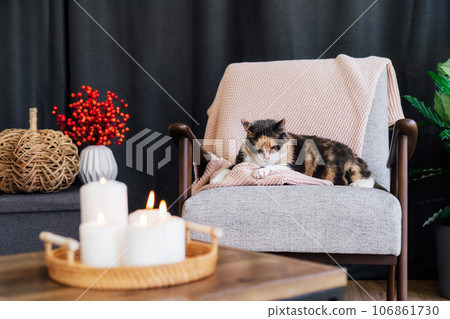 Multicolor cat pet relaxing on knitted plaid on modern armchair with autumn cozy decor with wicker pumpkin and burning candles on the coffee table. Seasonal autumn coziness at home and hygge concept 106861730