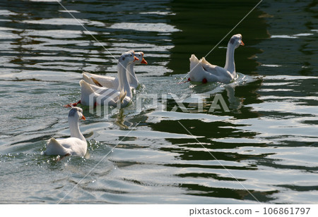 goose goose 106861797