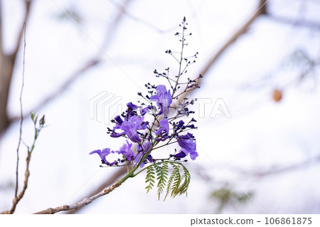 Blue Jacaranda Tree with flowers and selective focus Blue Jacaranda Tree with flowers and selective focus 106861875