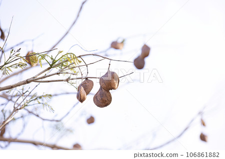 Blue Jacaranda Tree Fruits Blue Jacaranda Tree Fruits 106861882