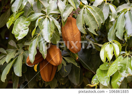 Brazilian Provision Tree Fruit Brazilian Provision Tree Fruit 106861885