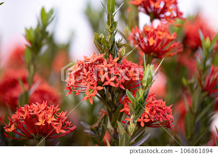 Red Jungle Flame Plant Flower 106861894