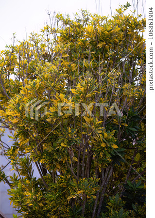 Variegated Croton Plant 106861904