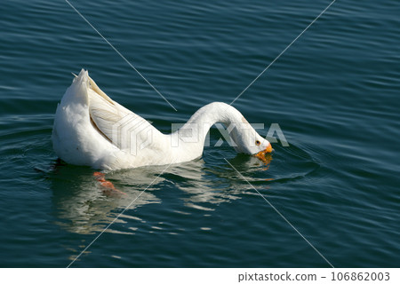 goose goose 106862003