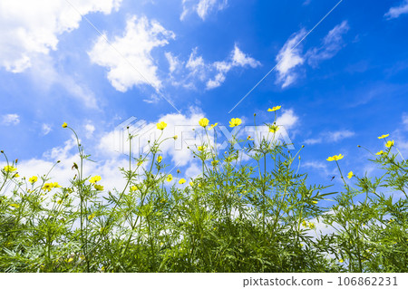 宮城縣川崎町陸奧森湖畔公園的秋日藍天和波斯菊檸檬枯萎病 106862231