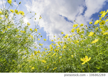 Blue sky and Cosmos lemon blight in autumn at Michinoku-Mori National Government Lakeside Park, Kawasaki Town, Miyagi Prefecture 106862269