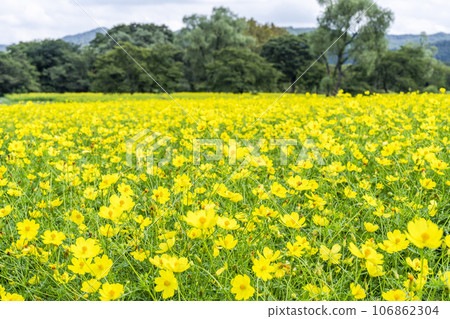 宮城縣川崎町陸奧森湖畔公園的秋日藍天和波斯菊檸檬枯萎病 106862304