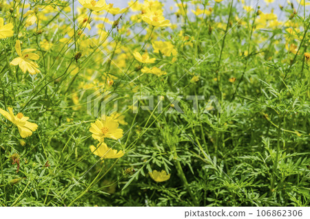 Blue sky and Cosmos lemon blight in autumn at Michinoku-Mori National Government Lakeside Park, Kawasaki Town, Miyagi Prefecture 106862306