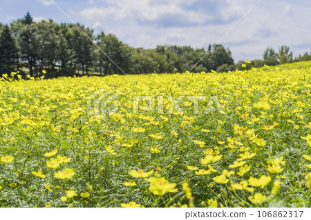 宮城縣川崎町陸奧森湖畔公園的秋日藍天和波斯菊檸檬枯萎病 106862317