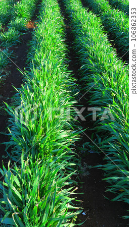 Landscape with young leaves in a barley field 106862353