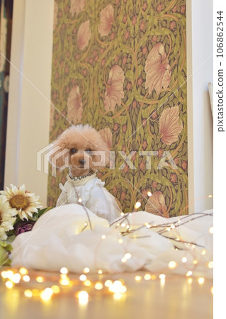 Toy poodle celebrating birthday 106862544