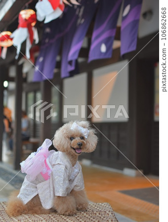 Goldfish lantern and toy poodle 106862668