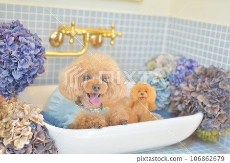 Toy poodle taking a bath 106862679