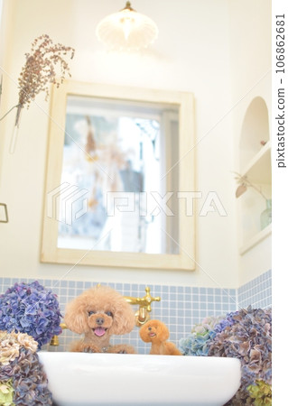 一隻玩具貴賓犬從浴室窗戶往外看 一隻玩具貴賓犬從浴室窗戶往外看 106862681