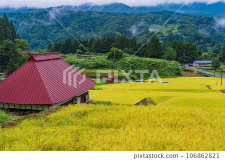 (長野縣野澤溫泉村)日本的秋天:梯田金黃色 (長野縣野澤溫泉村)日本的秋天:梯田金黃色 106862821