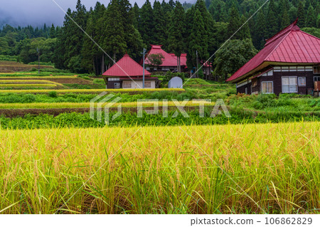 (Nozawa Onsen Village, Nagano Prefecture) Autumn in Japan: Rice terraces shining golden yellow 106862829