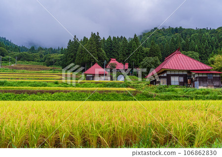 （長野縣野澤溫泉村）日本的秋天：梯田金黃色 106862830