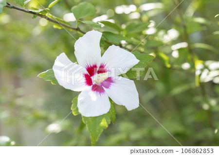 宮城縣川崎町國立陸奧森湖畔公園的晚開玫瑰花 106862853