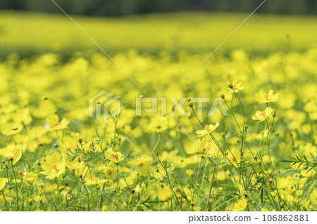 宮城縣川崎町道奧森湖畔公園的秋天，黃波斯檸檬枯萎病遍地開花 106862881