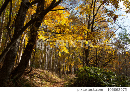The road to Kuromatsunai-cho Kasai beech forest along the autumn forest road with yellow leaves 106862975
