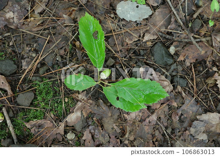 Quercus twig with an acorn cut off after the weevil laid eggs 106863013