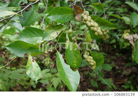 Satoyama plant: Kobushi that bears fruit in late summer Satoyama plant: Kobushi that bears fruit in late summer 106863139