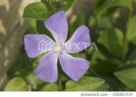 Nichinichiso Nichinichiso 106863335