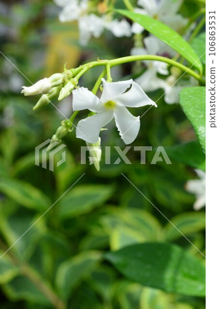 唐丁亞 葛藤東亭 Kazura (星茉莉) 106863531