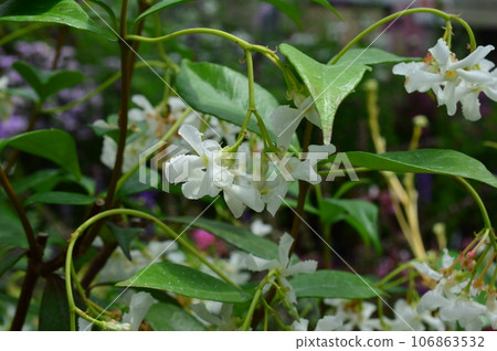 唐丁亞 葛藤東亭 Kazura (星茉莉) 106863532