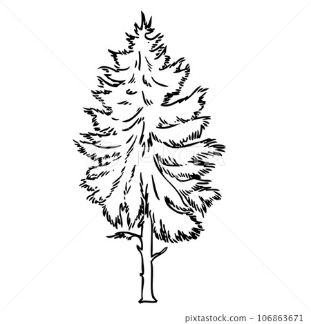 pine sketch 106863671
