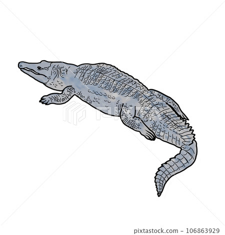 Realistic crocodile illustration Realistic crocodile illustration 106863929