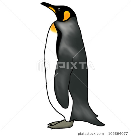 Realistic emperor penguin illustration 106864077
