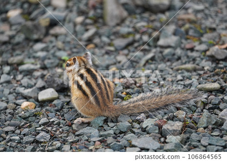 There are five stripes on the back ♪ A cute chipmunk 106864565