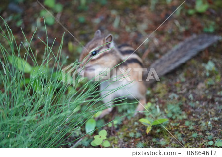 Cute chipmunk eating in the shade of grass Cute chipmunk eating in the shade of grass 106864612