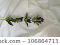 gentian on the sheets 106864713