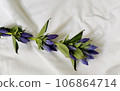 gentian on the sheets 106864714