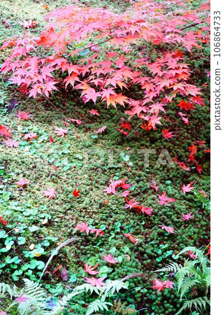 京都秋葉楓葉和苔蘚花園彩色壁紙 京都秋葉楓葉和苔蘚花園彩色壁紙 106864733
