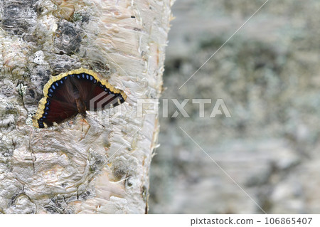 高地蝴蝶 Kiberitateha 106865407