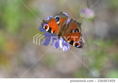 Butterfly of the highlands: Peacock butterfly sucking nectar on a pine beetle 106865409