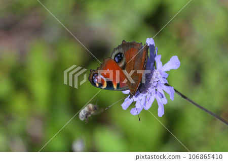 高地蝴蝶：孔雀蝴蝶吸食松甲蟲的花蜜 106865410