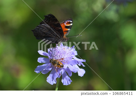 高地蝴蝶：孔雀蝴蝶吸食松甲蟲的花蜜 106865411
