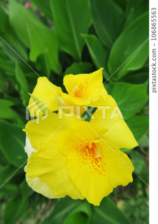 Landscape with yellow canna flowers 106865563