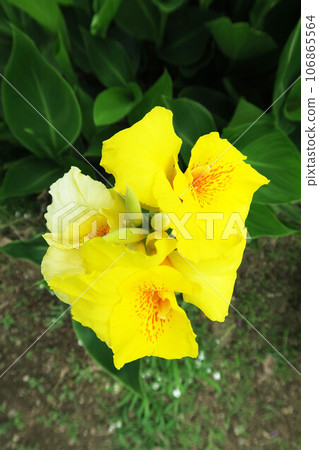 Landscape with yellow canna flowers 106865564