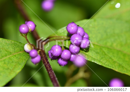 Purple Komurasaki fruit 106866017