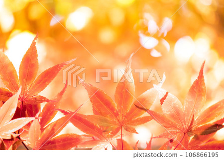 改變葉子的Momiji 106866195