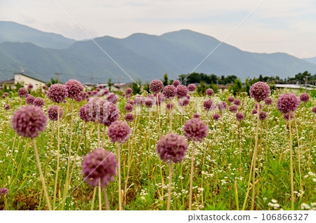 Fallow fields with red-purple flowers of Allium gingartium Fallow fields with red-purple flowers of Allium gingartium 106866327