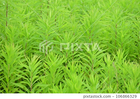 Fresh green goldenrod 106866329