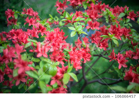 山澤杜鵑花 山澤杜鵑花 106866457