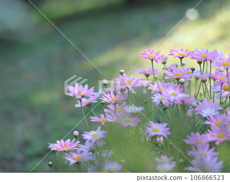 Pink marguerite 106866523