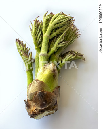 野生植物 野生植物 106866529